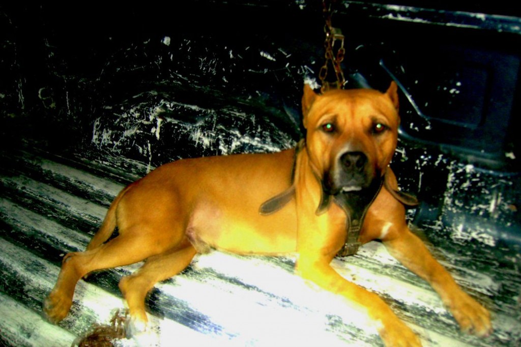 PERRO1