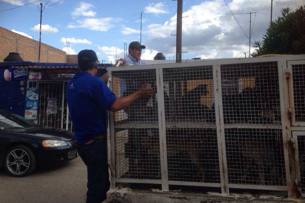 PERROS1