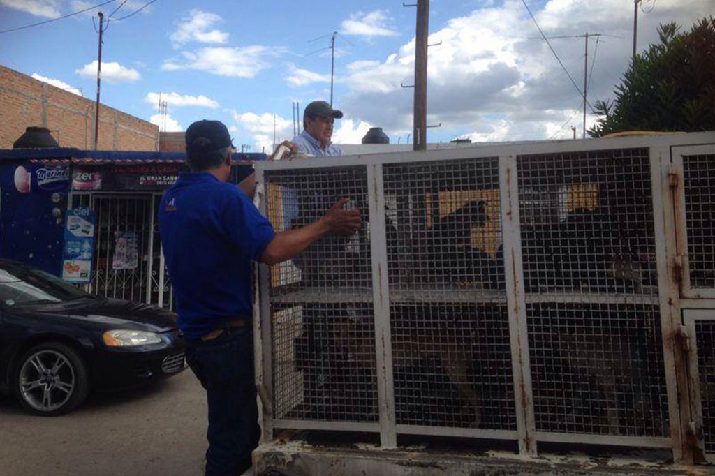 RESCATES-DE-MASCOTA1