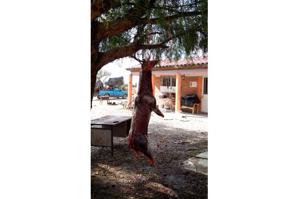 VENADO-2