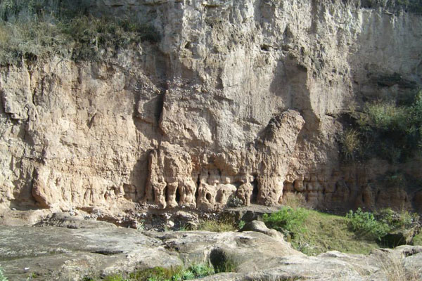 BOSQUE-COBOS-2
