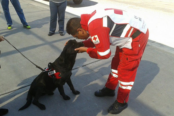 PERRO-2