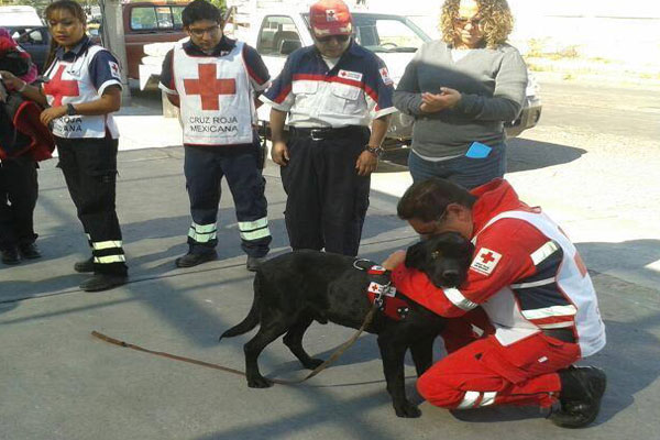 PERRO-3