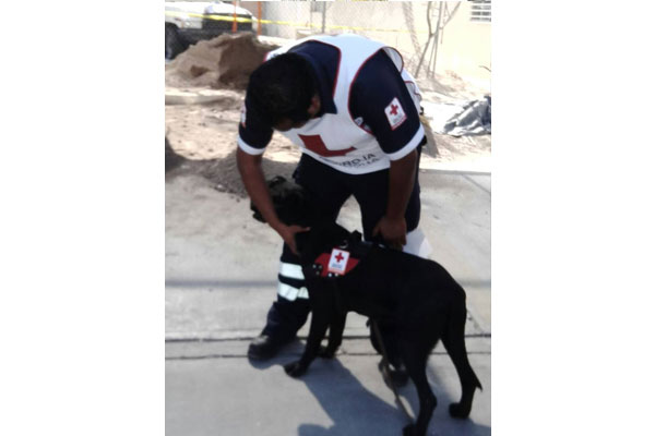 PERRO-5