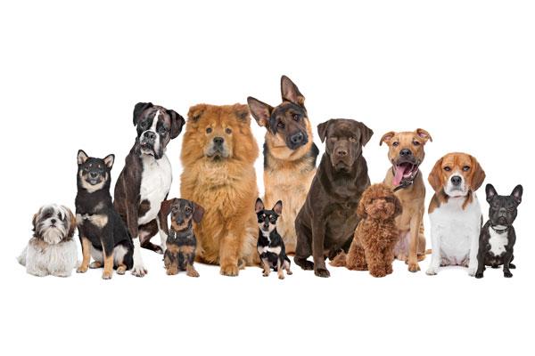 ANIMALES