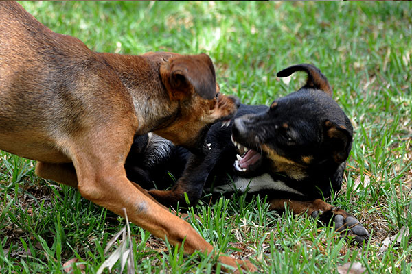 PERROS