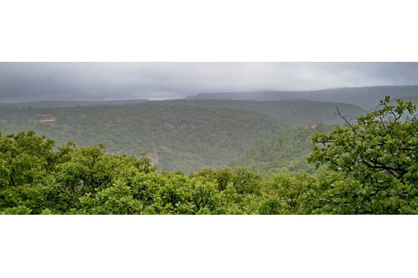 ZONA-FORESTAL