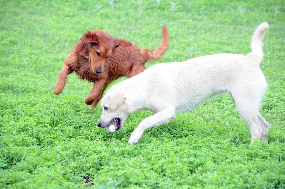 ANIMALES