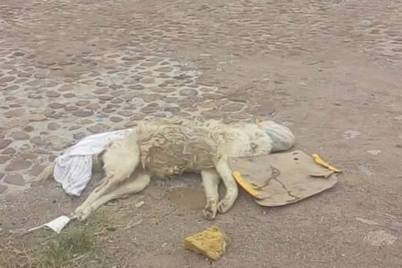 PERRO-MUERTO-1