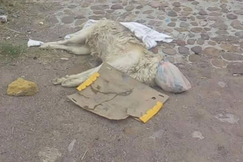 PERRO-MUERTO-2