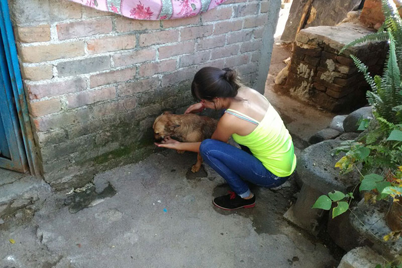 perro-1