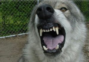 perro-800x552