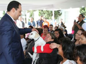 perros-800x597