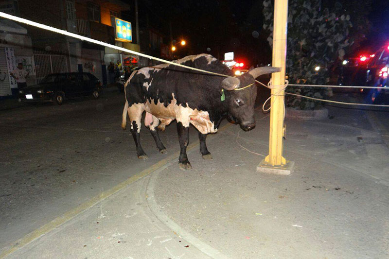 toros