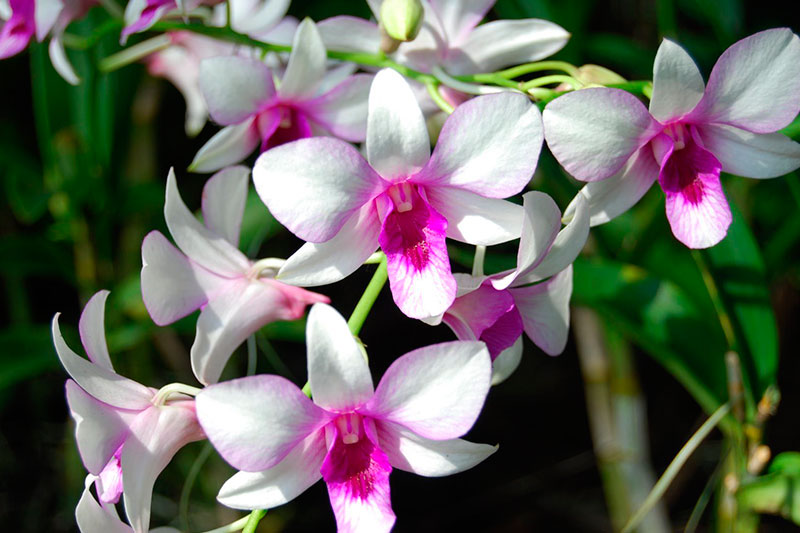 orquideas