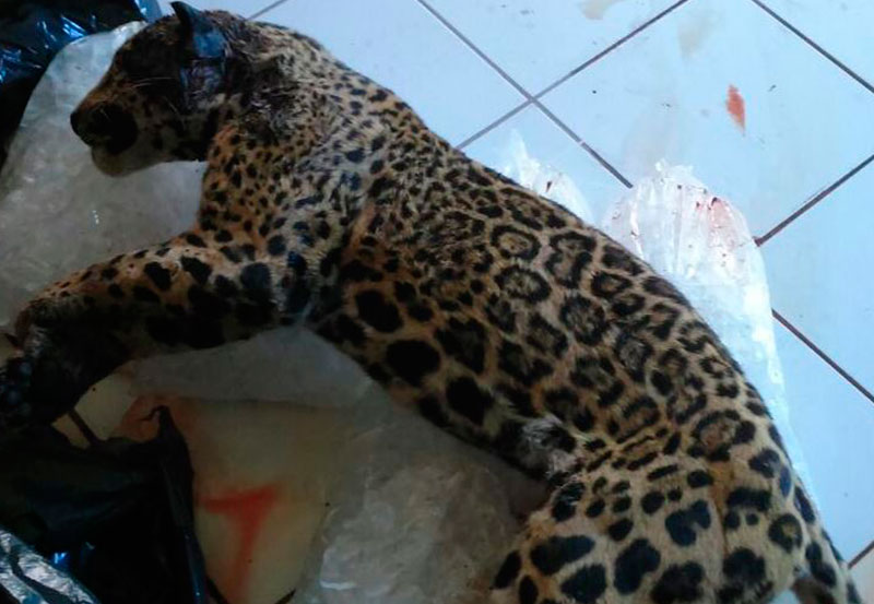 jaguar