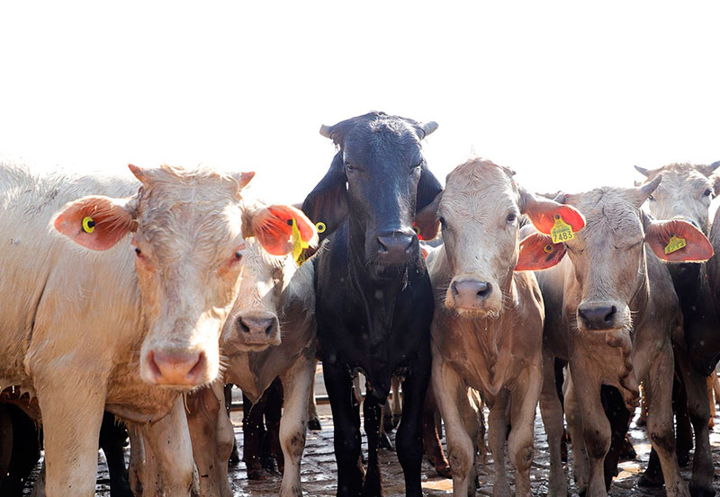 Aguascalientes Continúa Libre del Gusano Barrenador y Refuerza Acciones Para su Prevención