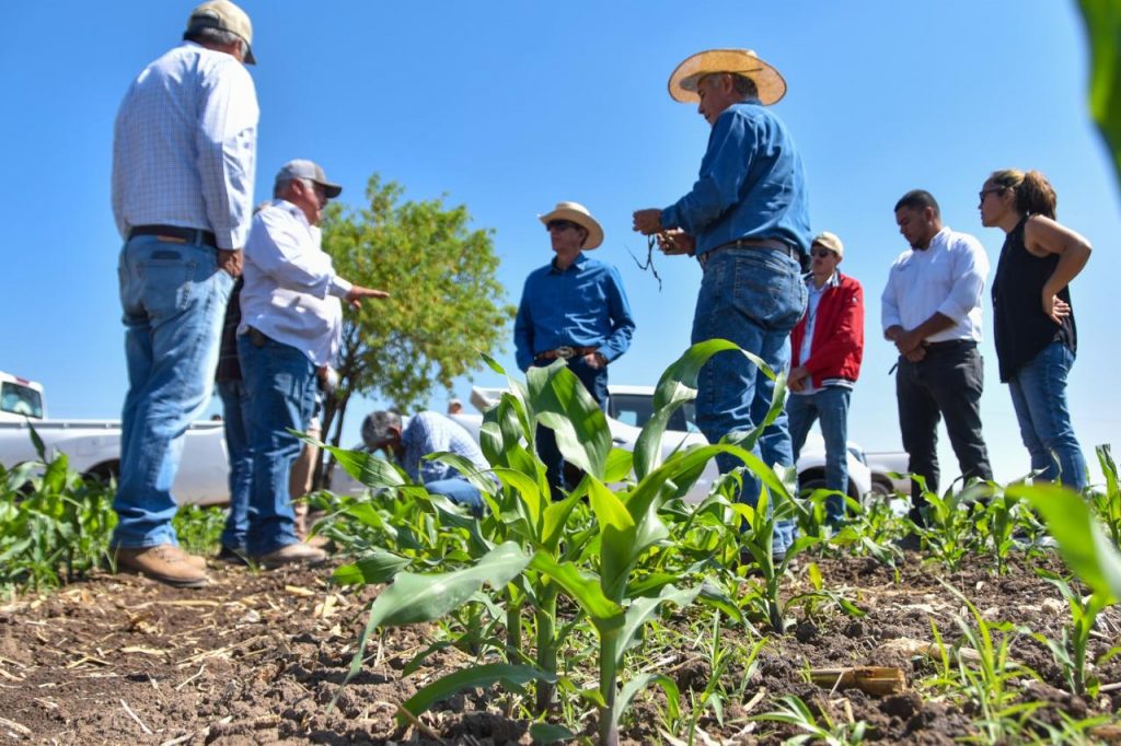 2 mil Productores de Temporal Reciben Semilla Certificada de Maíz y Frijol Para Fortalecer sus Cultivos