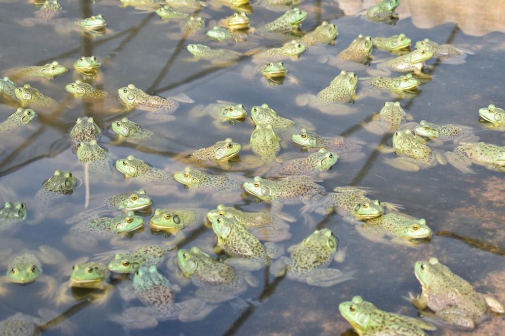 La Crianza De Ranas en Aguascalientes