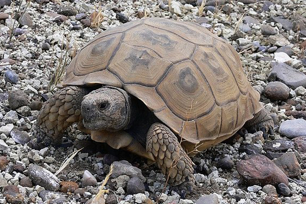 Rescatan Tortugas | Palestra Aguascalientes ..:: Noticias ...