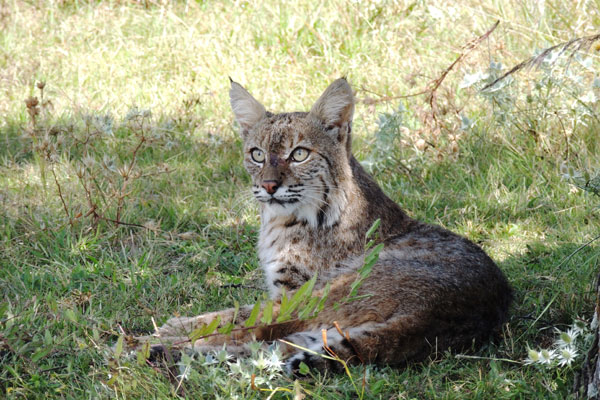 Rescatan y Devuelven a su Hábitat Natural a un Gato Montés que se ...