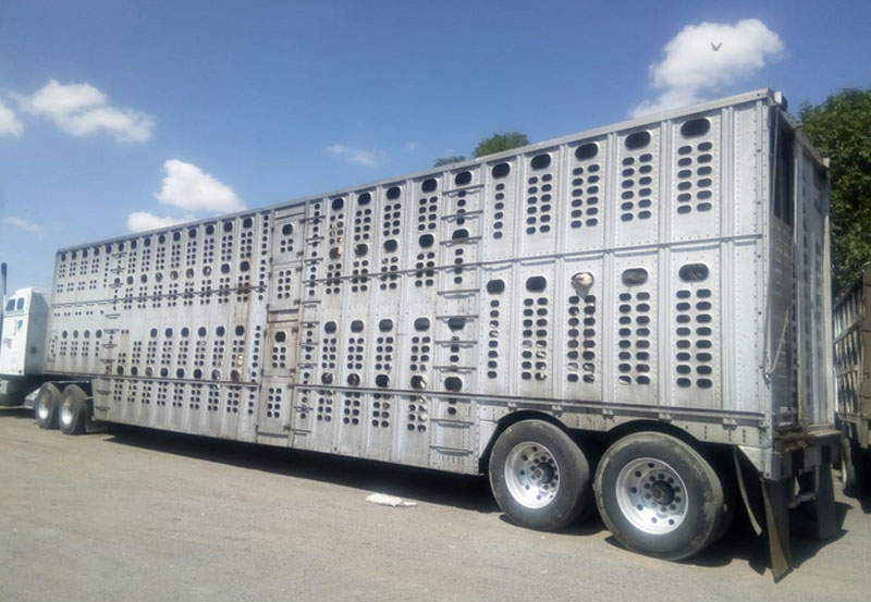 Aseguran Trailer con 46 Cabezas de Ganado sin Documentación Requerida